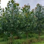 SRF poplar, Auchincruive, July 2025