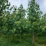 SRF poplar, Auchincruive, July 2025
