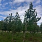 SRF poplar, Boghall, July 2025