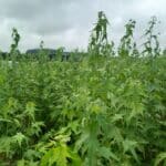 Sida, Auchincruive, July 2025