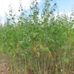 Sida, Chesham, July 2025