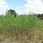 Sida, Chesham, July 2025