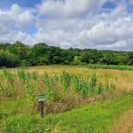 Sida, North Wyke,. July 2025