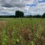 Sida plugplants, Boghall, July 2025