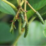 Small catkin-like structures on Alder at North Wyke, July 2025