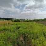 Switch Grass, Headley Hall, July 2025