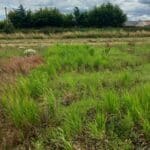 switch grass came back alive, Boghall, July 2025