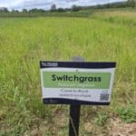 Switchgrass, Cockle Park Farm, July 2025