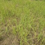 Switchgrass, Cockle Park Farm, July 2025