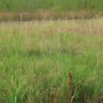 Switchgrass, Chesham, July 2025
