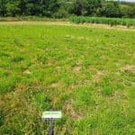 Failed Switchgrass plot, North Wyke, July 2025