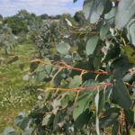 Pest Damage, Eucalyptus, Chesham, July 2025