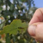 Pests on Eucalyptus, Chesham, July 2025