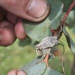 Pests on Eucalyptus, Chesham, July 2025