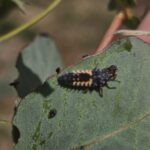 Pests on Eucalyptus, Chesham, July 2025