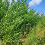 SRC Willow Variety Trial, North Wyke, July 2025