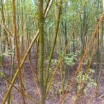 Willow 0.5ha leaf less lower plants, Headley Hall, July 2025