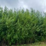 Willow, Auchincruive, July 2025