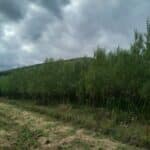 Willow, Boghall, July 2025