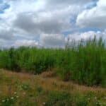 Willow Variety trial, Headley Hall, July 2025