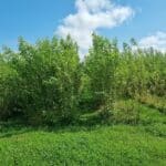 SRC Willow Variety Trial, Aberystwyth, July 2025