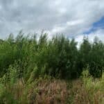 Willow Variety trial, Boghall, July 2025