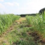 2023 Miscanthus Variety Trial, Boghall, Aug 2025