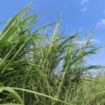 2023 Miscanthus Variety Trial, Boghall, Aug 2025