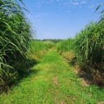 2023 Miscanthus Variety Trial, North Wyke, Aug 2025