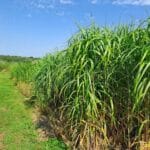 2023 Miscanthus Variety Trial, North Wyke, Aug 2025