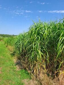 2023 Miscanthus Variety Trial, North Wyke, Aug 2025
