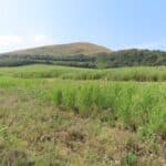 2024 Miscanthus Variety Trial, Boghall, Aug 2025