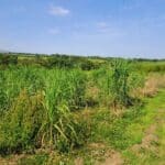 2024 Miscanthus Variety Trial, North Wyke, Aug 2025