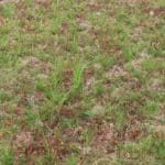 Switchgrass, Aberystwyth, Aug 2025