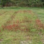 Switchgrass, Aberystwyth, Aug 2025
