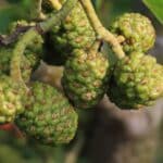SRF Alder Catkins, Boghall