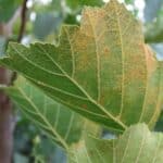 SRF Alder - Signs of Rust, Aberystwyth, August 2025