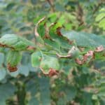 SRF Black Locust 'Turbo'. Leaf Damage, Aberystwytrh Aug 2025