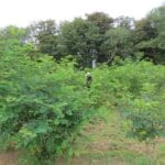 SRF Black Locust 'Turbo'. Aberystwyth, Aug 2025