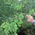 SRF Black Locust 'Turbo', Auchincruive, Aug 2025