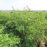 SRF Black Locust 'Turbo', Boghall, Aug 2025