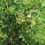 SRF Black Locust 'Turbo' - Boghall, Aug 2025