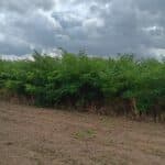 Black Locust, Headley Hall, Aug 2025