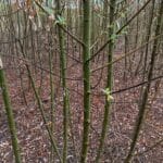 Black branches willow, Headley Hall, Aug 2025
