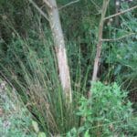 SRF Black Locust 'Turbo' - Browsing Damage, Auchincruive, Aug 2025