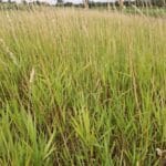 Reed Canary Grass, Cockle Park Farm, Aug 2025