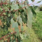 SRF Eucalyptus. Boghall, Aug 2025