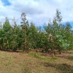 SRF Eucalyptus, Headley Hall, Aug 2025