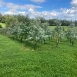 SRF Eucalyptus, Hillsborough, Aug 2025