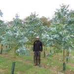 SRF Eucalyptus, Aberystwyth, Aug 2025